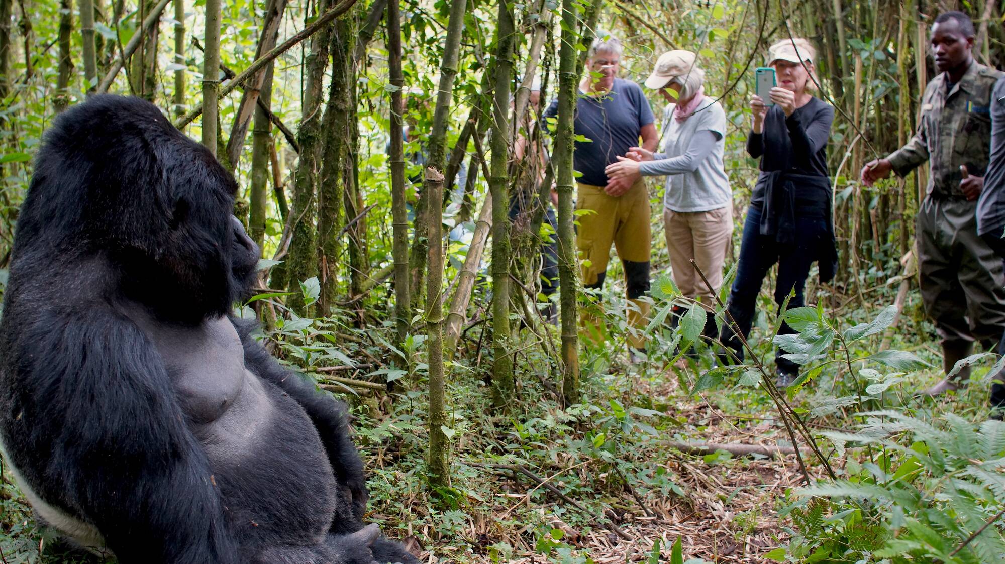 5-Day Luxury Gorilla Trekking & Dian Fossey Trail